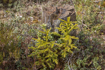 young spruce trees grow next to a stump of a sawn tree