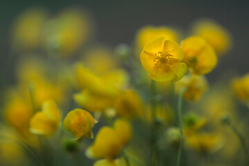 Creeping buttercup with blured background and perfect focus in the center of main flower.