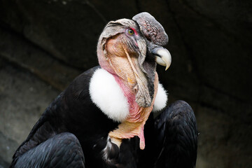 Andean Condor Profile and head shot
