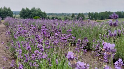 Lavender field. A lot of lavender flowers on the field. Flowering lavender field.