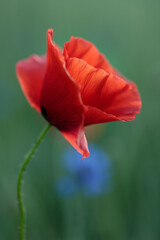 Poppy flower and cornflower in the background