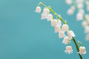 delicate twig with lily of the valley flowers on a blue background - 363317363