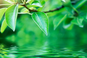 Fototapeta na wymiar tree branch with fresh green leaves over the water, nature backgrounds, beauty in nature 
