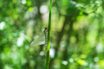 The dragonfly on a blade of dry grass has retracted wings. The background is blurred by the photo technique and has a nice bokeh.
