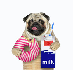 The pug dog is holding a pink striped bitten donut and a milk carton box with a drinking straw....