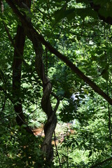 Fototapeta premium A peek at a creek in the woods