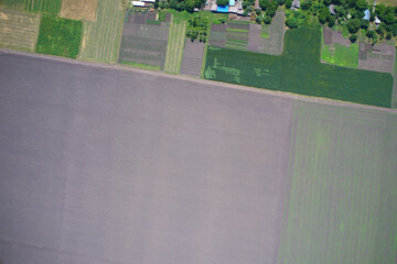 wheat germination