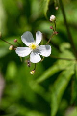 Macrophotographie de fleur sauvage - Renoncule à feuilles de platane - Ranunculus platanifolius