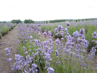 Obraz premium A lot of lavender flowers on the field. Flowering lavender field.