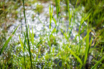 Nature photo with bokeh created by old lens. Created wheels by photo equipment.