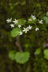 Macrophotographie de fleur sauvage - Sabline hérissée - Arenaria hispida
