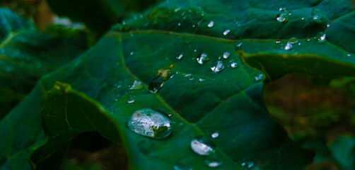 Gotas de rocio en hoja