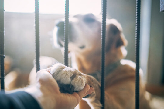 Adorable big mixed breed dog giving his paw to a man through the lattice while sitting in shelter kennel