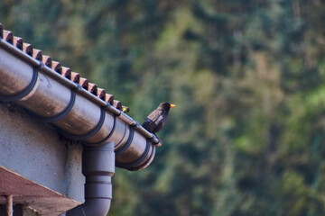 bird on a house