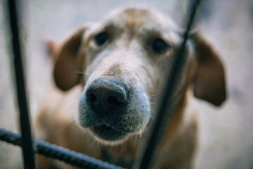 Big lovely sad looking dog sitting in his shelter kennel begging for human attention