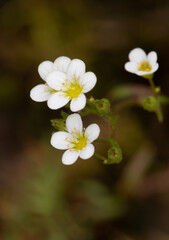 Macrophotographie de fleur sauvage - Saxifrage faux-hypne - Saxifraga continentalis