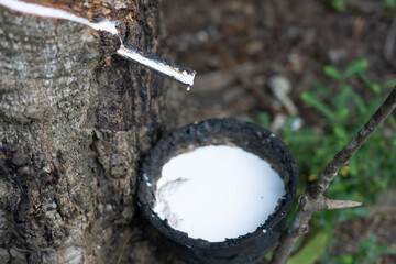 Close-Up on Rubber Latex Extracted from Rubber Tree
