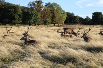 group of deer
