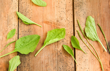 Wegerich Breitwegerich Blatt Bl&auml;tter Wild Bl&auml;tter Overhead Wildkr&auml;uter essbar