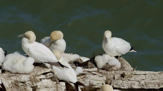 Northern Gannets nesting on Scale Nab part of Bempton Cliffs, near Flamborough Head, East Yorkshire, UK
