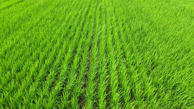 Drone footage of paddy fields that have just been planted