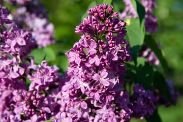 Fototapeta na wymiar Close up of purple lilac flowers on a sunny day