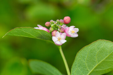Macrophotographie de fleur sauvage - Symphorine - Symphoricarpos albus