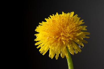 Close up beautiful bloom yellow dandelion flower as background