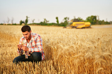Agronomist examining cereal crop before harvesting sitting in golden field. Smiling farmer holding a bunch of ripe cultivated wheat ears in hands. Harvester combine on background. Organic farming.