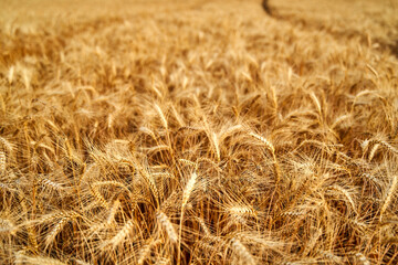 Golden ripe wheat ears at the farm field ready for harvesting. Rich wheat crop harvest. Agriculture and agronomy theme. Shallow depth of field.