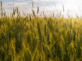 Green wheat field. Agricultural industry. Wheat harvest.