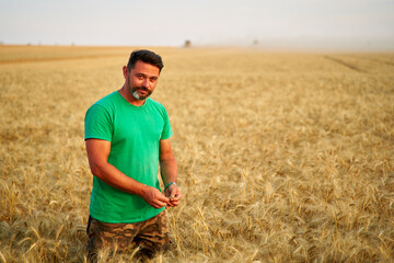 Naklejka na ściany i meble Agronomist examining cereal crop before harvesting sitting in golden field. Smiling farmer holding a bunch of ripe cultivated wheat ears in hands. Rancher at work. Organic farming concept.