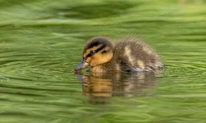 Mallard Ducklings