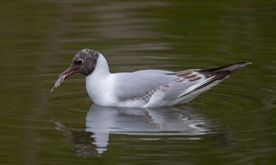 Black Headed Gull