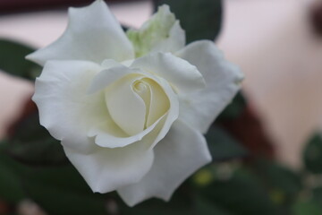 White colour rose.