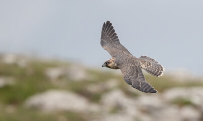 Peregrine Falcon Flying