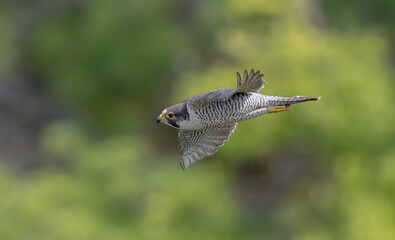 Peregrine Falcon Flying
