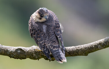 Peregrine Falcon Perched