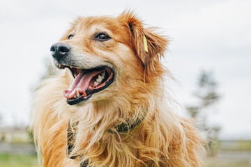 Close up portrait of beautiful red mixed breed dog happy to be adopted by the family from the...