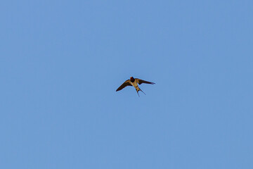 swallow tailed tit