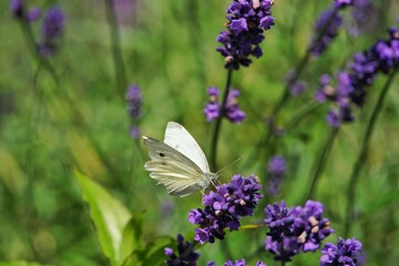 butterfly on lavender flower