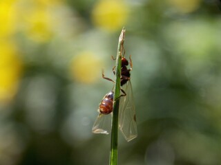 an ant is trying to fly