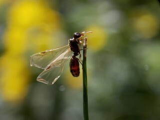 an ant is trying to fly