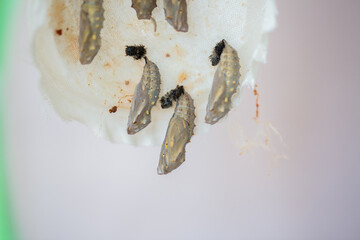 Butterfly Life Cycle