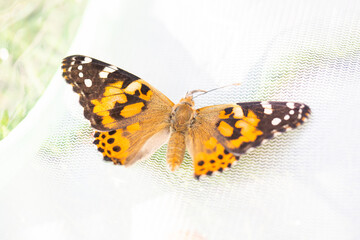 Fototapeta na wymiar Butterfly Life Cycle