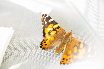 Obraz na płótnie Canvas Butterfly Life Cycle