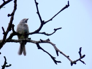 a sparrow on a dry branch