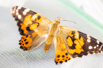 Butterfly Life Cycle
