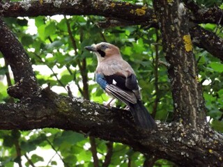 a bird on a branch