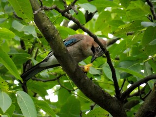 the bird on the branch found food